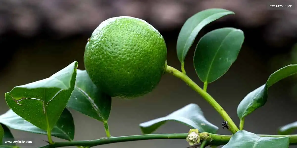 为什么选择我们